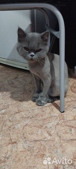 Кошка бесплатно