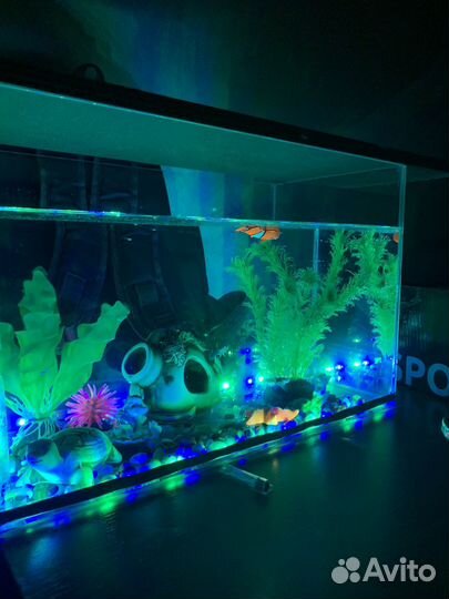 Аквариум с рыбками
