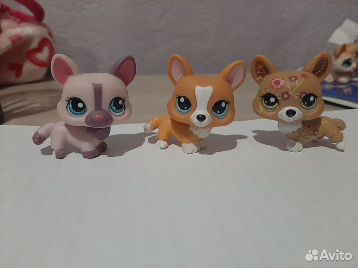 Лпс коргиши