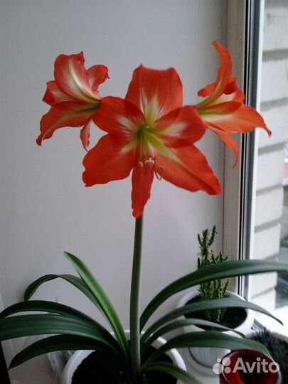 Амариллисы