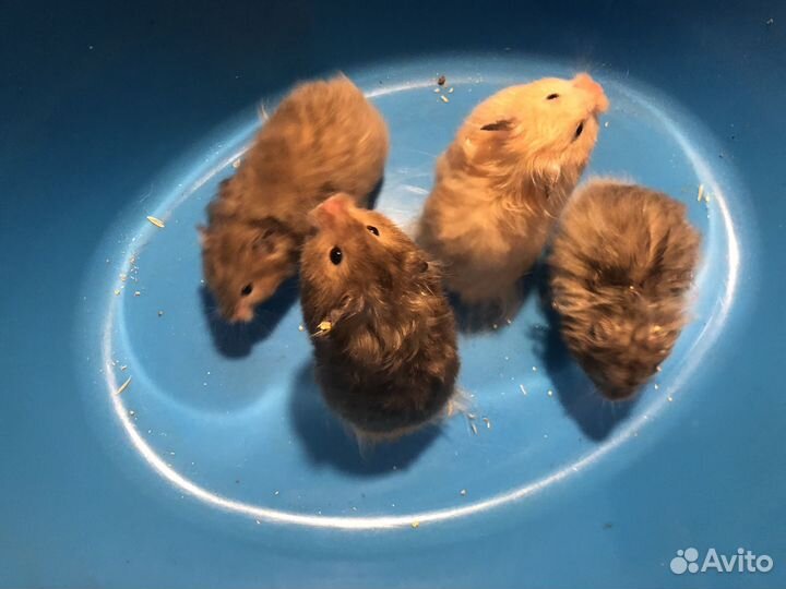 Клетки новые для хомяка