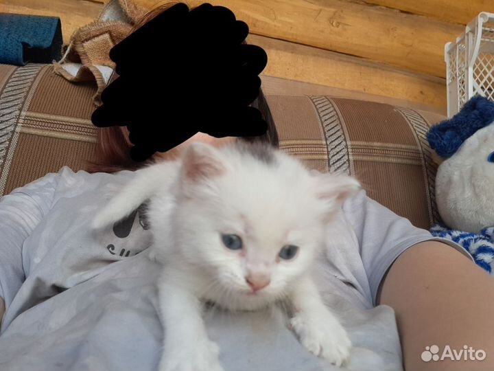 Похожий котенок