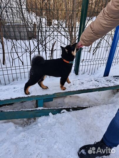 Щенки Сиба Ину