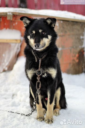 Гагарин в поисках дома