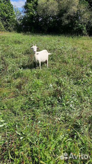 Коза дойная