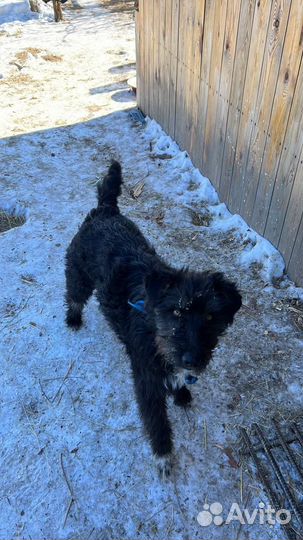 Отдам бесплатно щенков