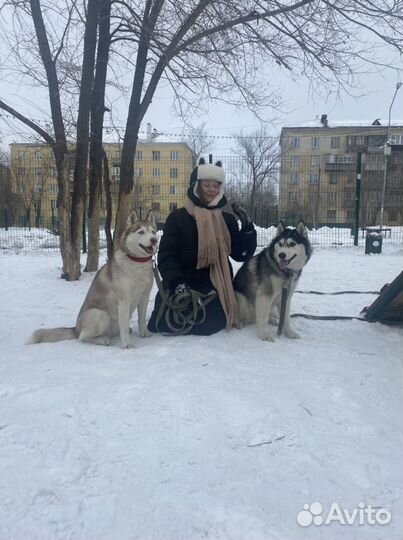 Передержка животных