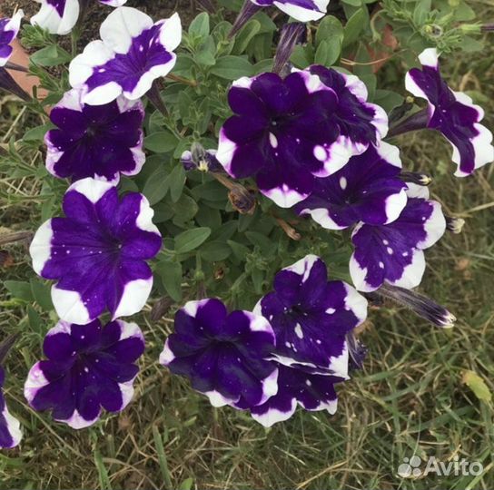 Вегетативная петуния и калибрахоа, рассылаем