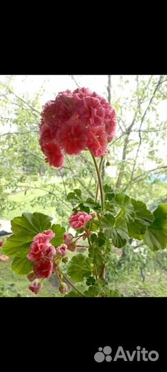 Ю Полонез пеларгония