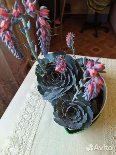 Флорариум суккуленты