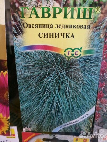Овсяница Сизая