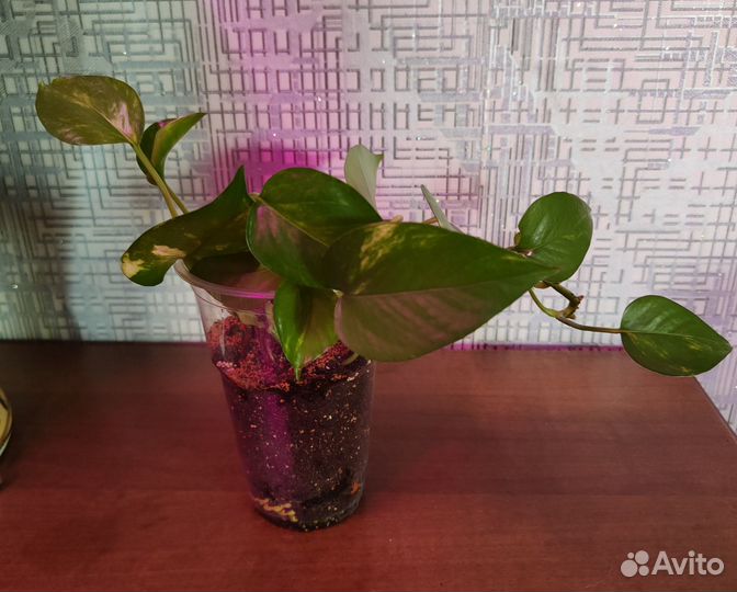 Комнатные лианы