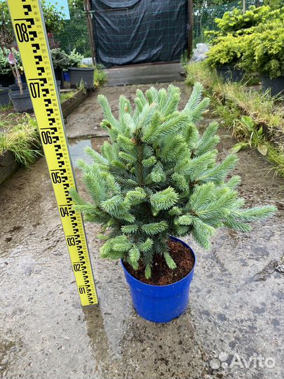 Super blue ель Опт