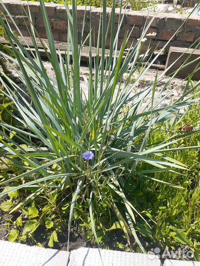 Многолетники для сада