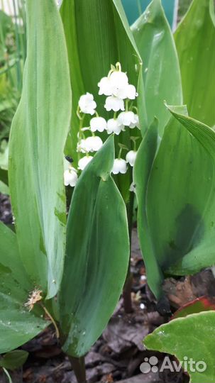 Саженцы Гортензии,Многолетние цветы