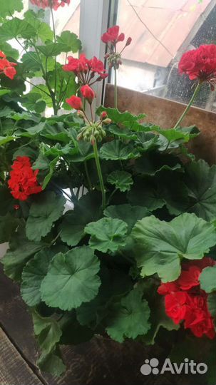 Пеларгония герань
