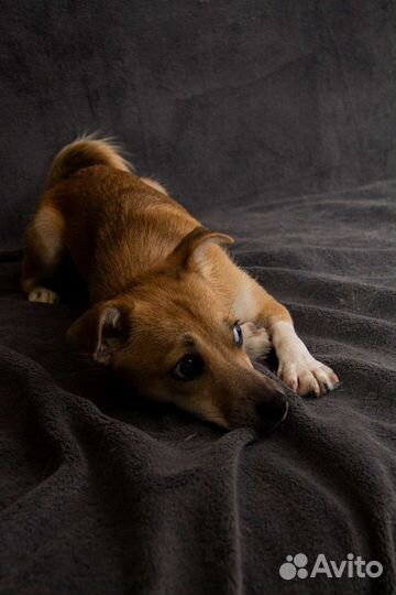 Щенок девочка Кико в добрые ручки