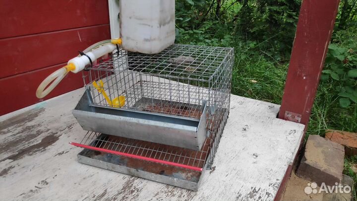 Клетка для перепелов