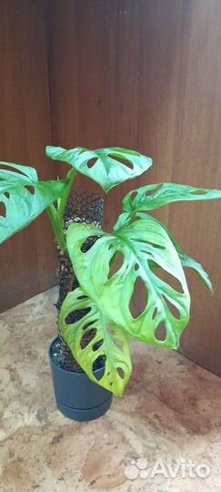 Монстера обликва на тотеме