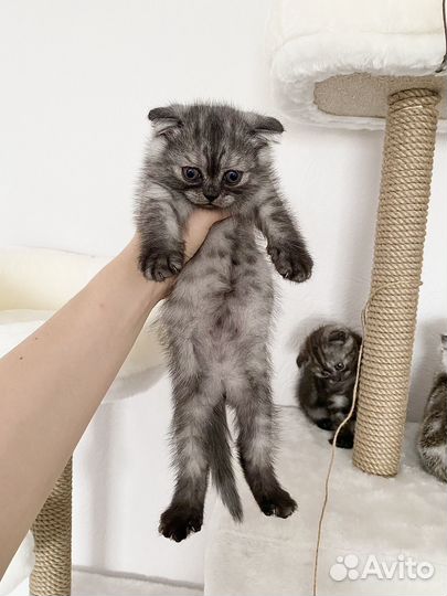 Котята шотландцы вислоухие
