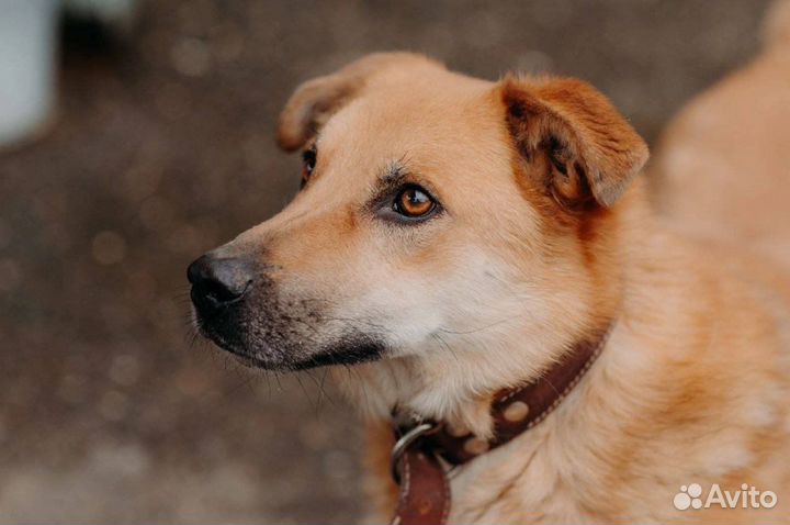 Смышленный Симба