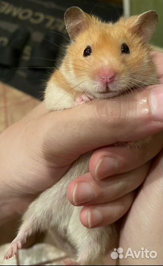 Сирийский хомяк бесплатно