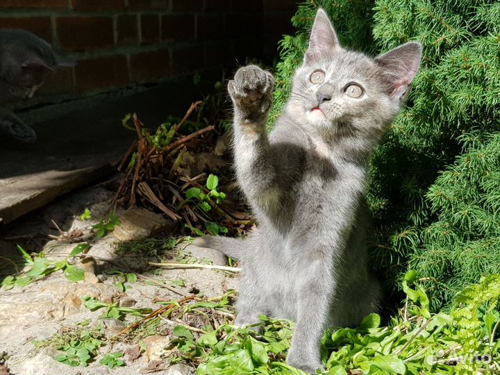 Котятки в добрые руки