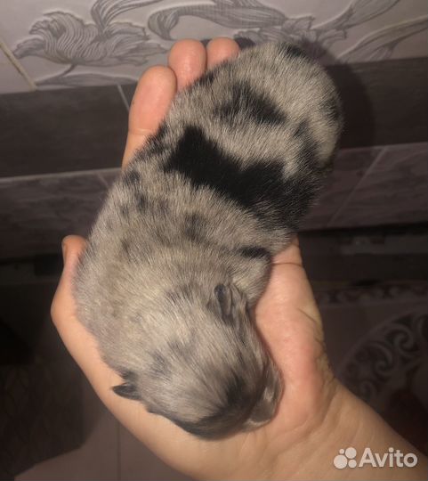 Щенки шпица