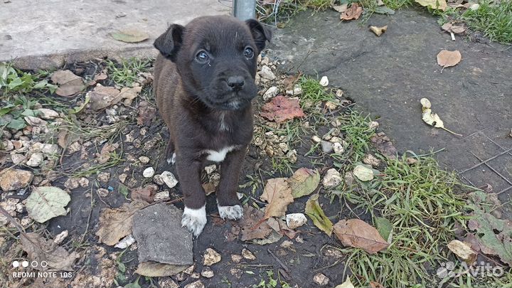 Пит буль терьер