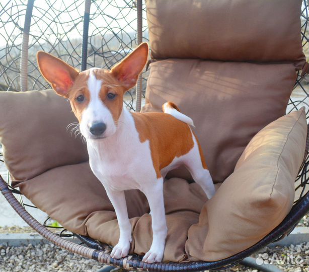 Девочка басенджи Вива