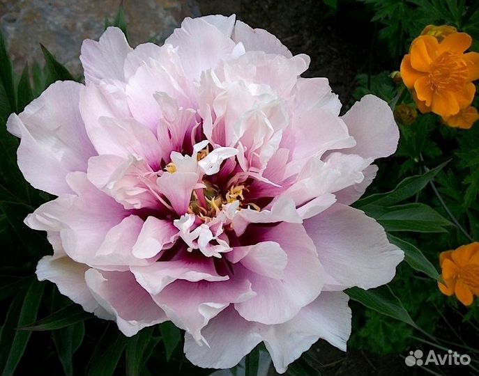 Пионы Ито гибриды