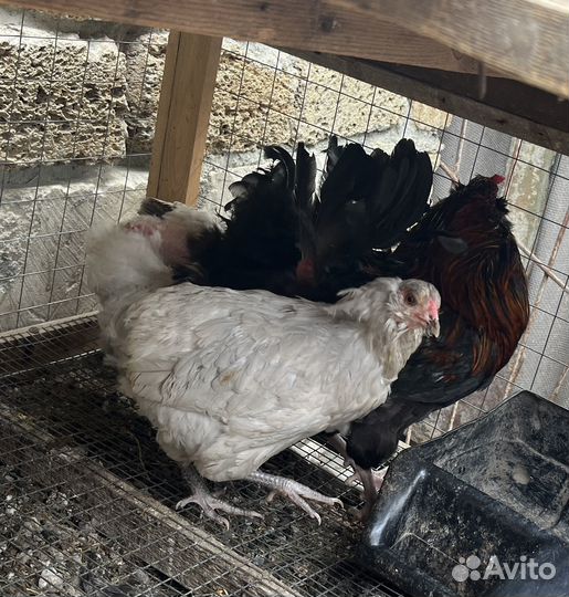 Куры породы амераукана