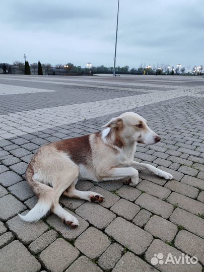 Грациозная лань в семью