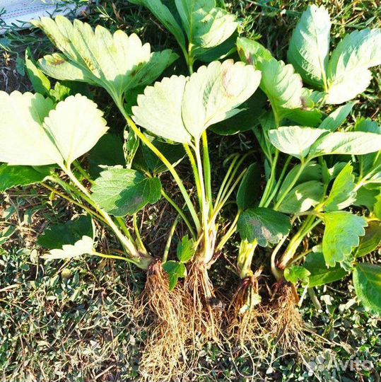 Рассада клубники азия+