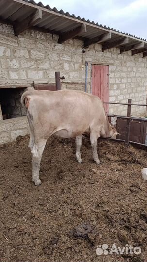 Коровы и телки