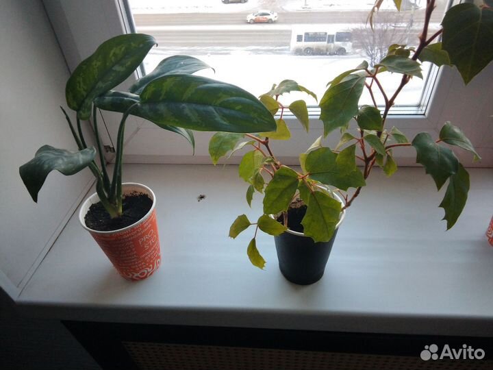 Комнатные цветы