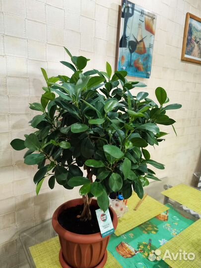 Фикус мокламе отросток