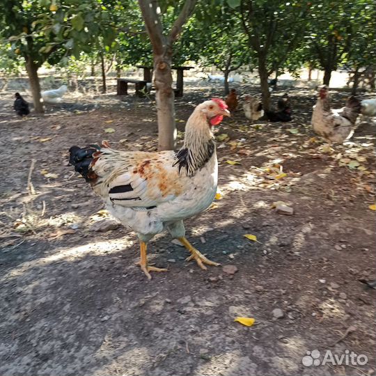 Молодые домашние петушки