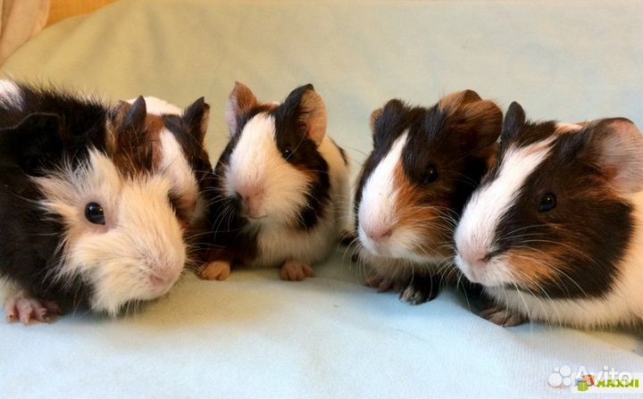 Малыши морские свинки