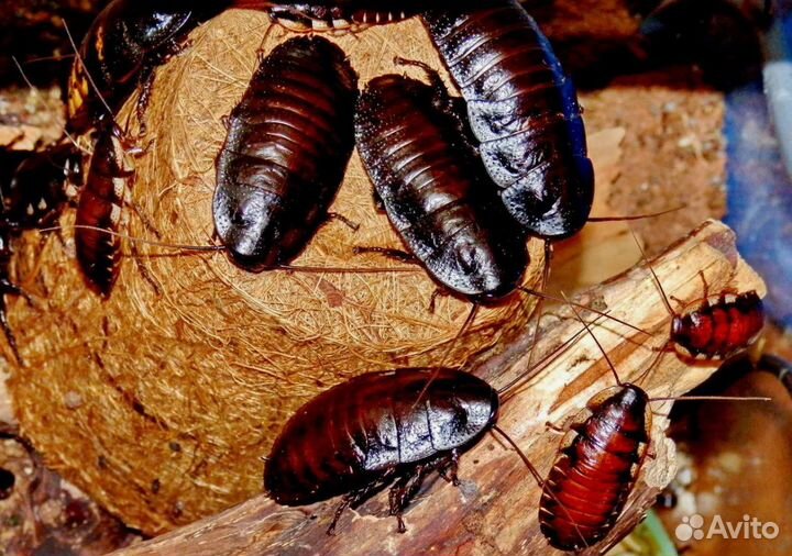 Таракан Мадагаскарский