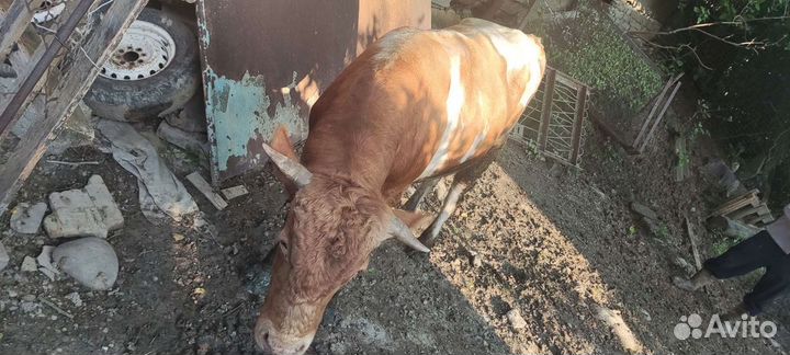 Телята бычки