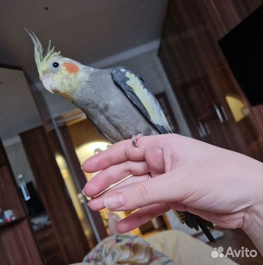 Попугай корелла