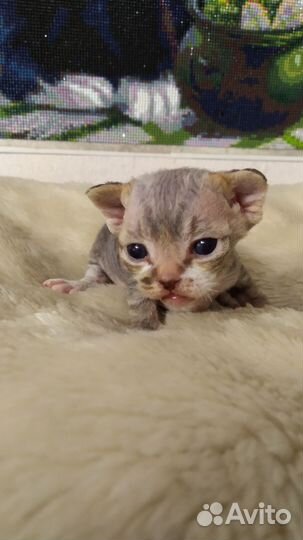 Котята девон-рекс
