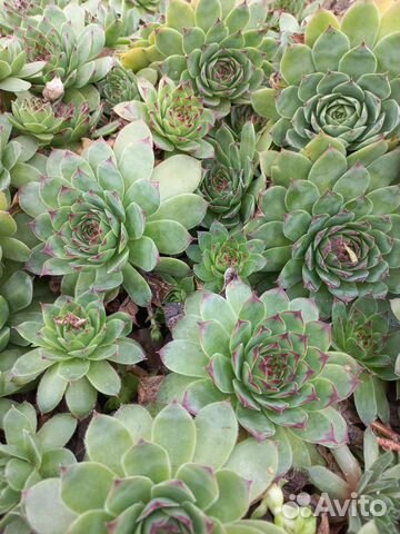 Молодило каменная роза