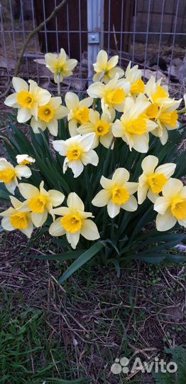 Луковицы рябчика императорского