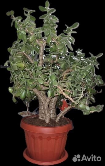 Денежное дерево,красула, толстянка