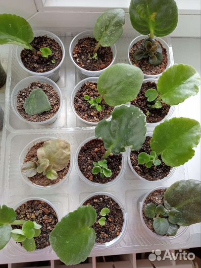 Фиалка детки и укорененные листы с детками