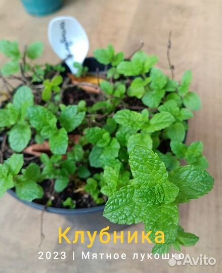 Мята сортовая, более 100 сортов