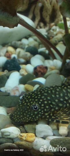 Гуппи,анциструс