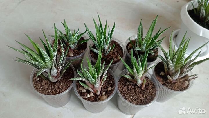 Хавортия полосатая